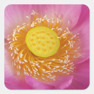 Sticker Carré États-Unis; Caroline du Nord; Lotus en fleurs dans