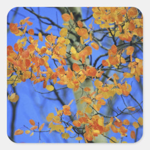 Sticker Carré États-Unis, Colorado. Feuilles de tremble qui ont
