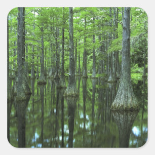 Sticker Carré États-Unis, Floride, Apalachicola National Forest