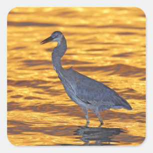 Sticker Carré États-Unis, Floride, Saint-Pétersbourg, Fort De So