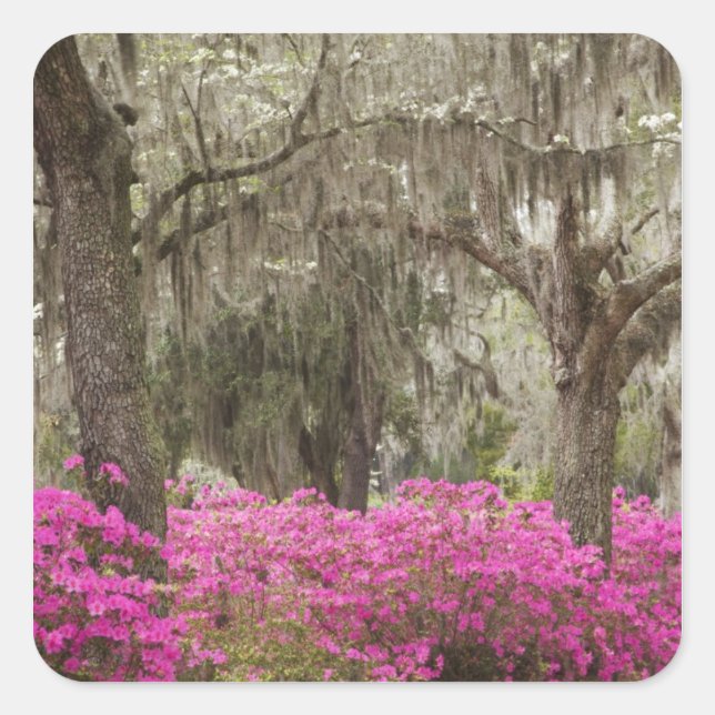 Sticker Carré Etats-Unis, Géorgie, Savannah, Printemps de l'hist (Devant)