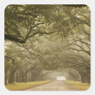 Sticker Carré États-Unis, Géorgie, Savannah, Une allée bordée de