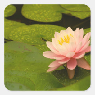 Sticker Carré États-Unis, Maryland, Westminster, Union