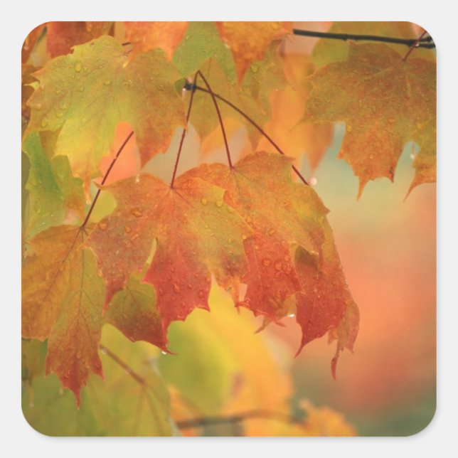 Sticker Carré États-Unis, Nord-Est, Feuilles d'érable en pluie.  (Devant)