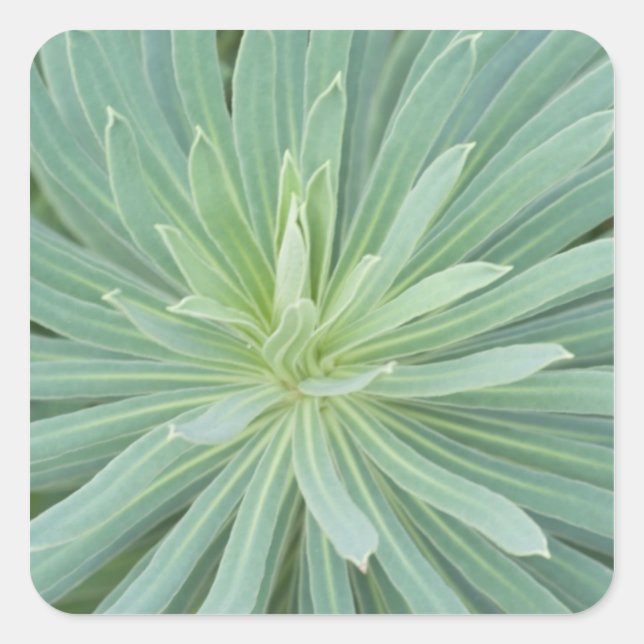 Sticker Carré États-Unis, Washington, Bellevue, Bellevue Botaniq (Devant)