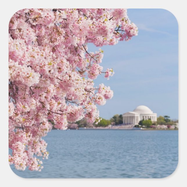 Sticker Carré États-Unis, Washington DC, Cherry tree (Devant)