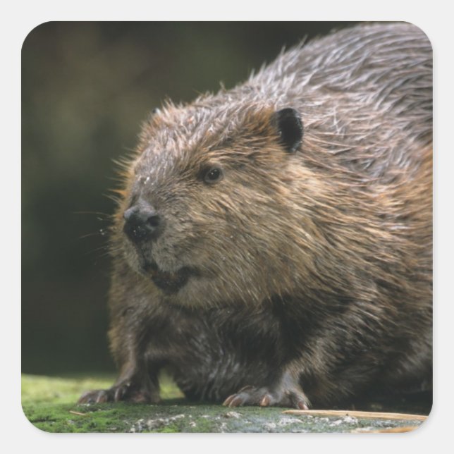 Sticker Carré États-Unis, Washington, Northwest Trek. Beaver (Devant)