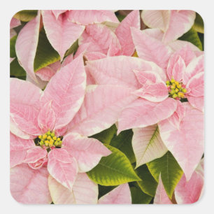 Sticker Carré États-Unis, Washington, Woodinville, Molbak's Nur