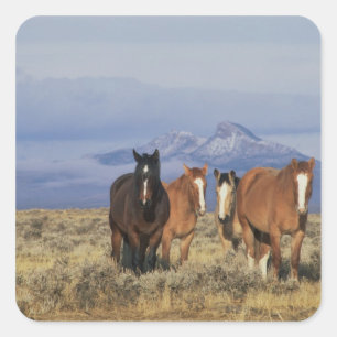 Sticker Carré États-Unis, Wyoming, près du groupe de chevaux de