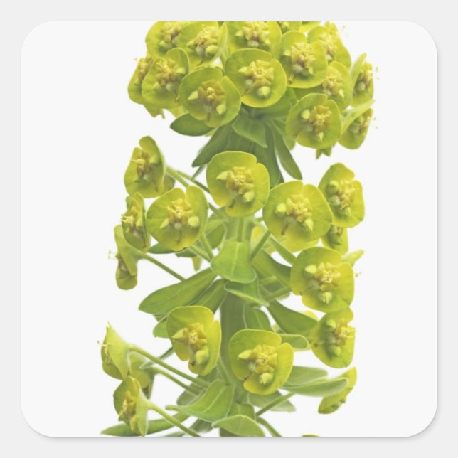 Sticker Carré Euphorbia (Devant)