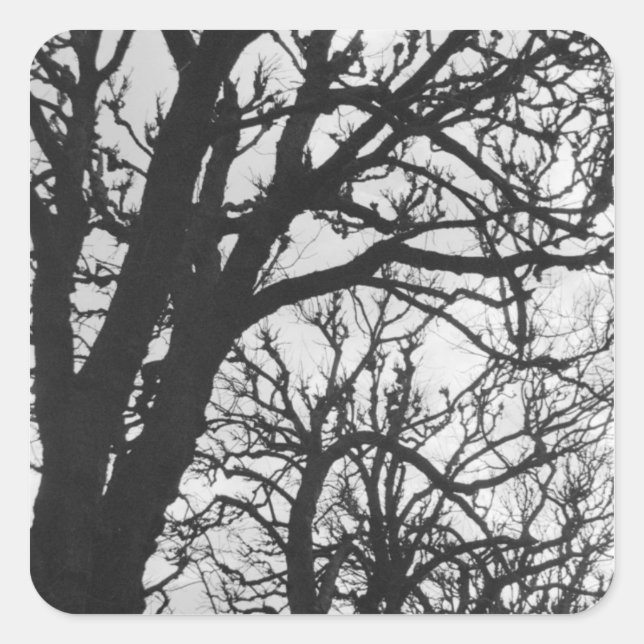 Sticker Carré Europe, France, Paris. Les arbres d'hiver, Marco (Devant)