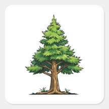 Evergreen forest