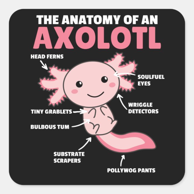 Sticker Carré Explication Axolotl Anatomie D'Un Axolotl (Devant)