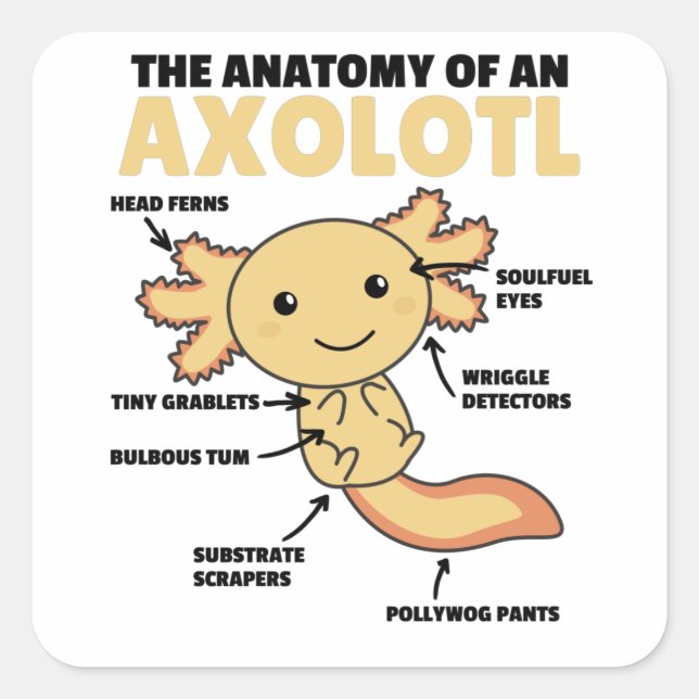Sticker Carré Explication Axolotl Anatomie D'Un Axolotl (Devant)
