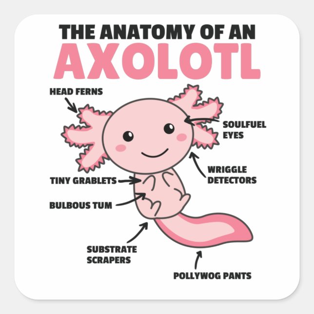 Sticker Carré Explication Axolotl Anatomie D'Un Axolotl (Devant)