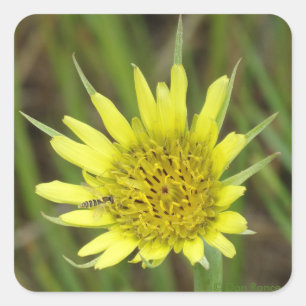 Sticker Carré F41 Barbe de chèvre Fleur sauvage jaune