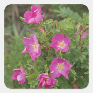 Sticker Carré F46 Roses sauvages