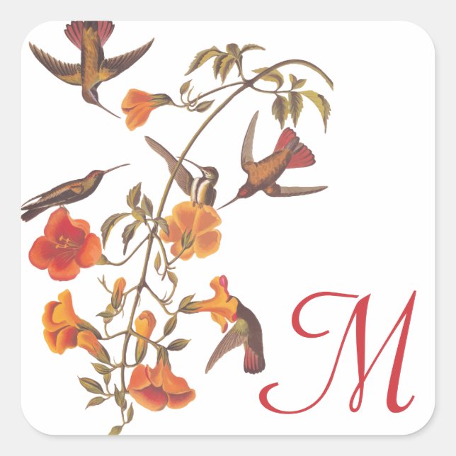Sticker Carré Famille des colibris avec la vigne à trompette (Devant)
