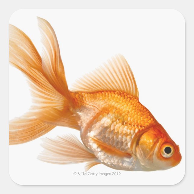 Sticker Carré Fancy Goldfish (Devant)