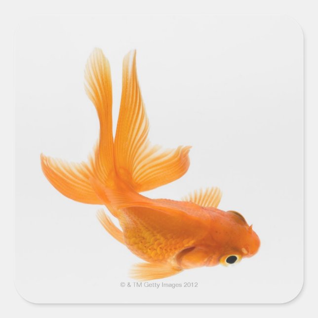 Sticker Carré Fantail (Carassius auratus) 2 (Devant)
