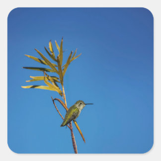 Sticker Carré Female Hummingbird