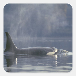 Sticker Carré femelle adulte Orca Whale Orcinus Orca), Puget