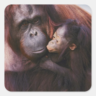 Sticker Carré Femelle orang-outan de Sumatra avec bébé, Pongo