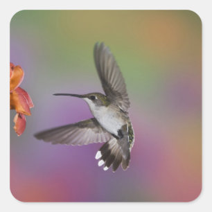 Sticker Carré Femme Ruby Throated Hummingbird en vol