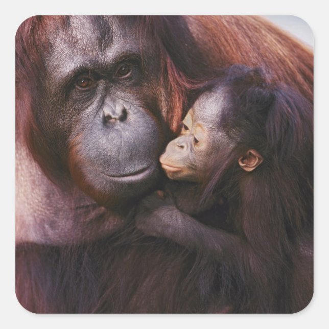 Sticker Carré Femme Sumatran Orangutan avec bébé, Pongo (Devant)