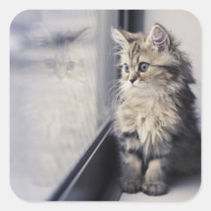 Sticker Carré Fenêtre Kitten regardant vers l'extérieur