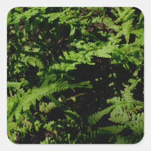 Sticker Carré Fermes du plancher forestier