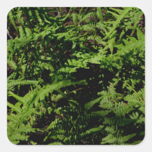 Sticker Carré Fernoptères fougères forêts fougères bois profonds