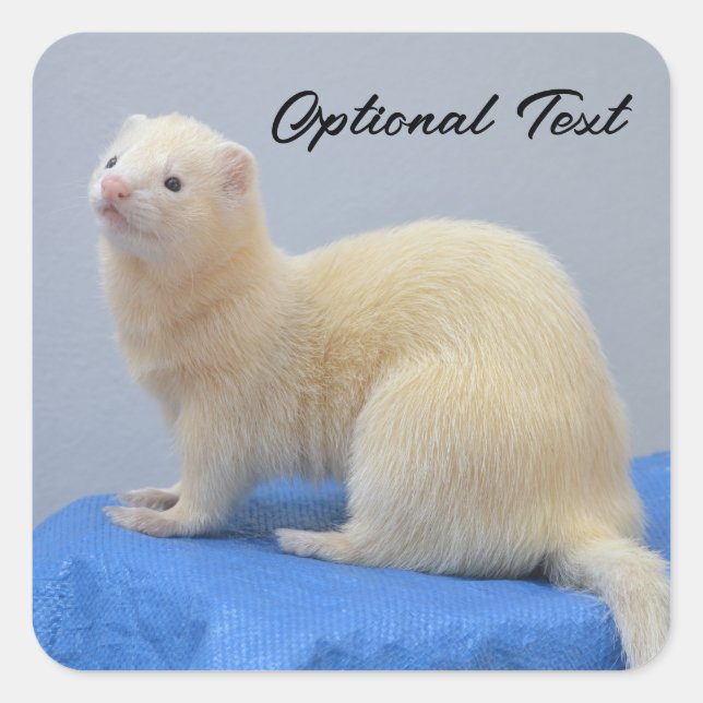 Sticker Carré Ferret pour animal de compagnie blanc personnalisé (Devant)