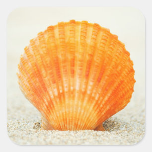 Sticker Carré Feston Shell orange se tenant droit en sable