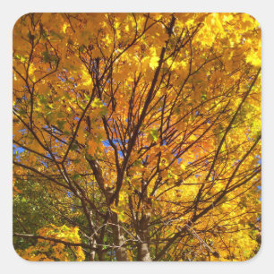 Sticker Carré Feuillage de automne jaune