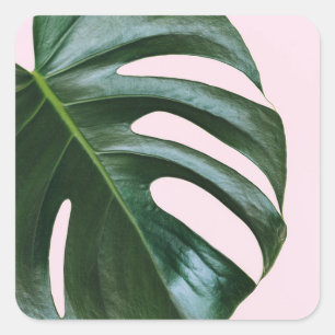 Sticker Carré Feuille tropicale Monstera