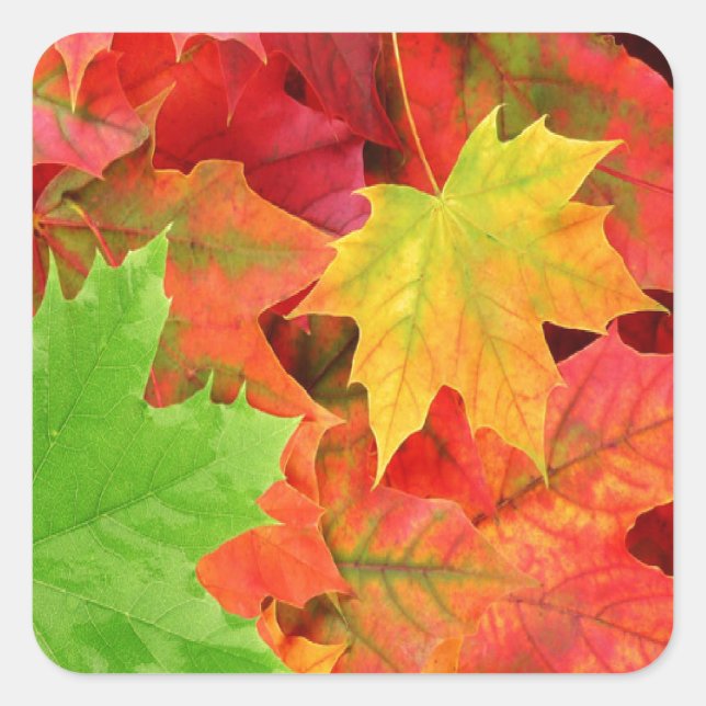STICKER CARRÉ FEUILLES D'AUTOMNE (Devant)