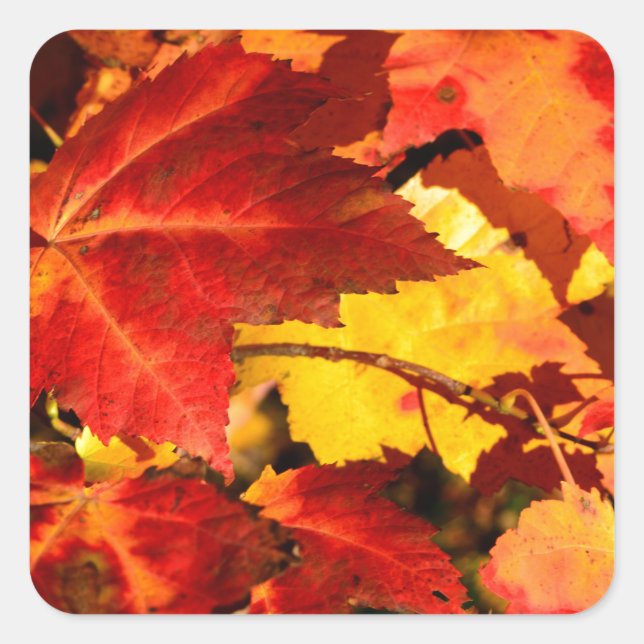Sticker Carré Feuilles d'automne rouges feuilles jaunes rouges (Devant)