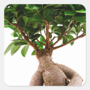 Sticker Carré Ficus Ginseng