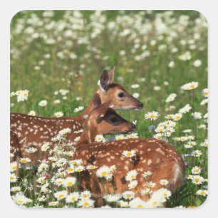 Sticker Carré Fils de cerfs à queue blanche