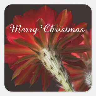 Sticker Carré Firelight Cactus tout autour, Joyeux Noël