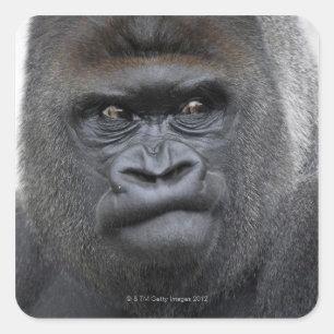 Sticker Carré Flachlandgorilla, gorille