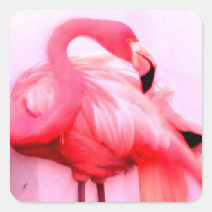 Sticker Carré Flamant rose rose