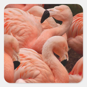Sticker Carré Flamants roses
