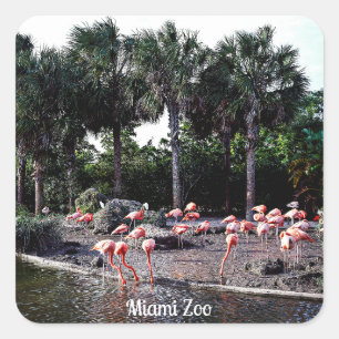 Sticker Carré Flamants roses, Miami, Floride