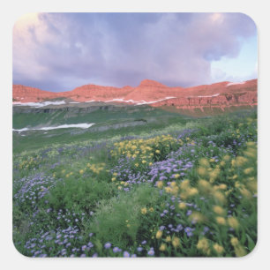 Sticker Carré Fleabane mauve (erigeron peregrinus) et Jaune