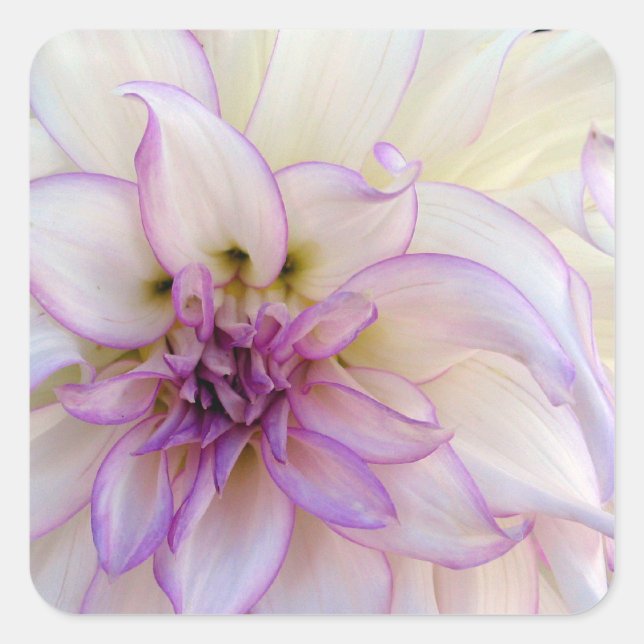 Sticker Carré Fleur Dahlia violette et blanche étonnante (Devant)