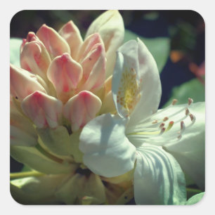 Sticker Carré Fleur d'azalée blanche 