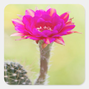 Sticker Carré Fleur de cactus d'antimatière