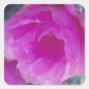 Sticker Carré Fleur de Cactus Hérisson Rose (Echinocereus